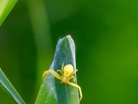 Veränderliche Krabbenspinne Weibchen